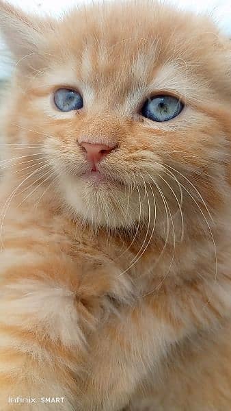 Pure Persian Punch face Cute Cute kittens cat babies for sale 5