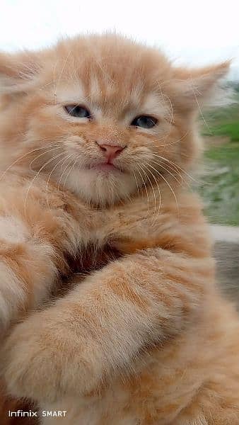 Pure Persian Punch face Cute Cute kittens cat babies for sale 6