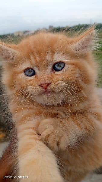 Pure Persian Punch face Cute Cute kittens cat babies for sale 7