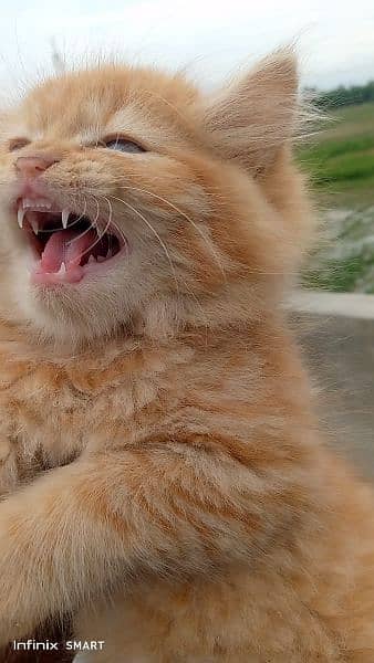 Pure Persian Punch face Cute Cute kittens cat babies for sale 8