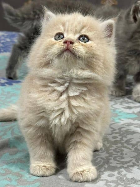 Pure Persian Punch face Cute Cute kittens cat babies for sale 9