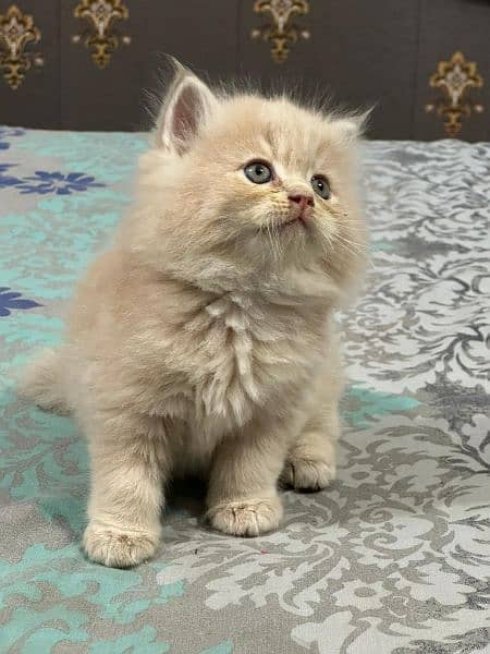 Pure Persian Punch face Cute Cute kittens cat babies for sale 10