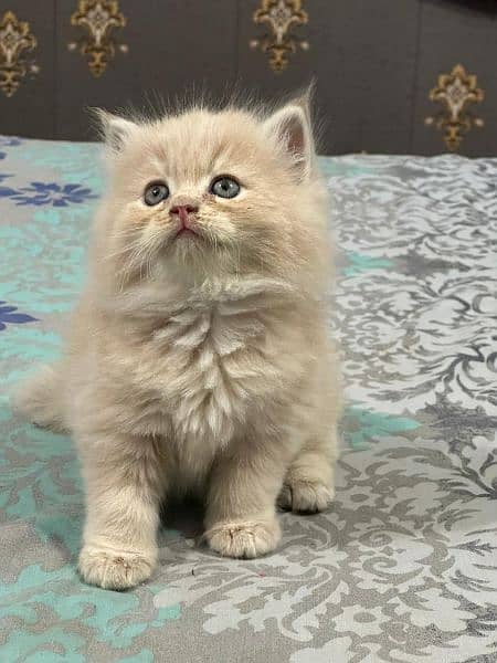 Pure Persian Punch face Cute Cute kittens cat babies for sale 11
