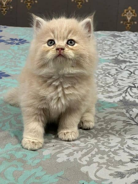 Pure Persian Punch face Cute Cute kittens cat babies for sale 12
