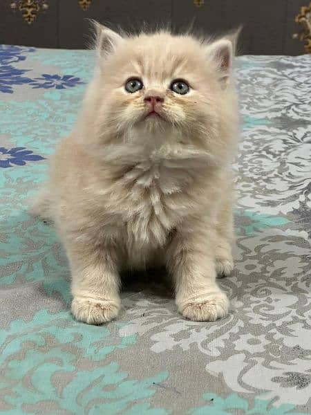 Pure Persian Punch face Cute Cute kittens cat babies for sale 13