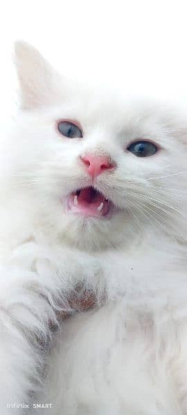 Pure Persian Punch face Cute Cute kittens cat babies for sale 16