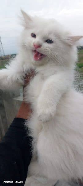 Pure Persian Punch face Cute Cute kittens cat babies for sale 17