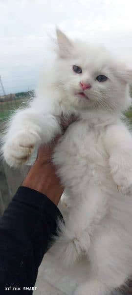 Pure Persian Punch face Cute Cute kittens cat babies for sale 18