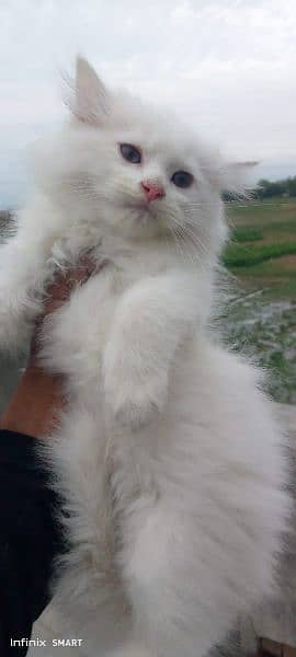 Cash on deliveryHighest Quality kittens Pure Persian punch face kitten 16