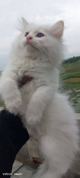 Cash on deliveryHighest Quality kittens Pure Persian punch face kitten 19