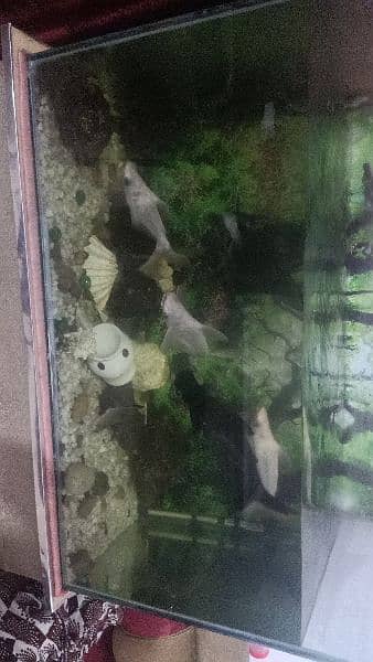 Aquarium with fishes 6