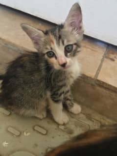 Mix doll face breed females Kittens in