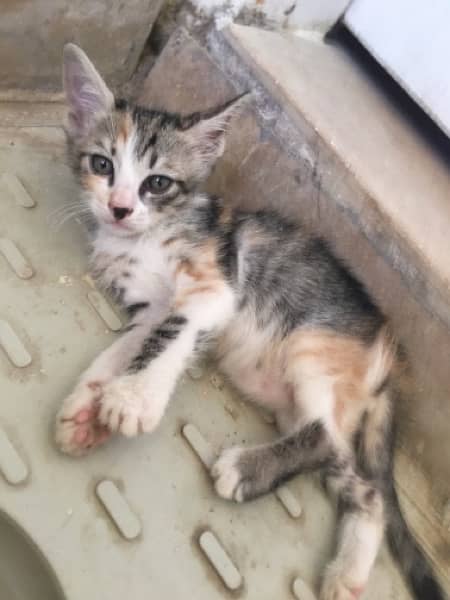 Mix doll face breed females Kittens in 1