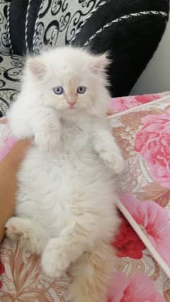 Persian kitten triple coted