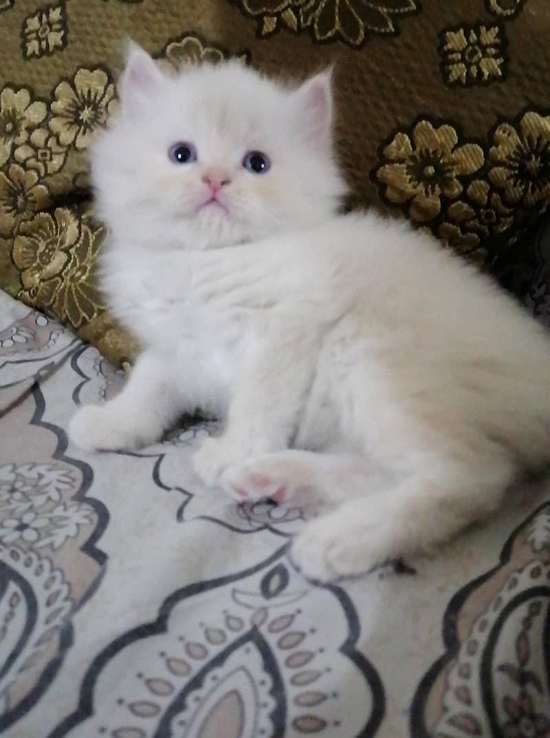Persian kitten triple coted 2