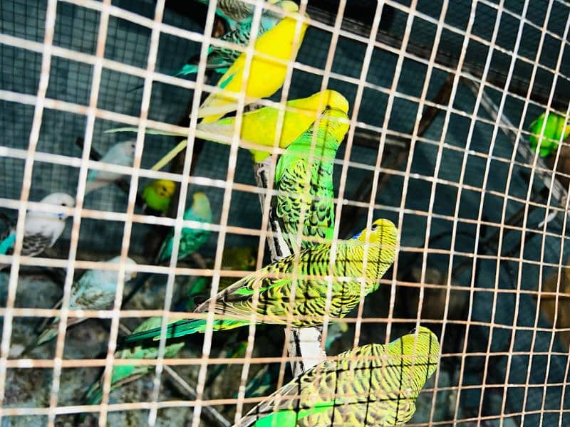 Parroct cage 4