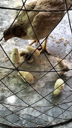 bentum long tail chicks and fertile eggs