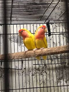 lover birds pair with box 1 adult baby  inka red eyes