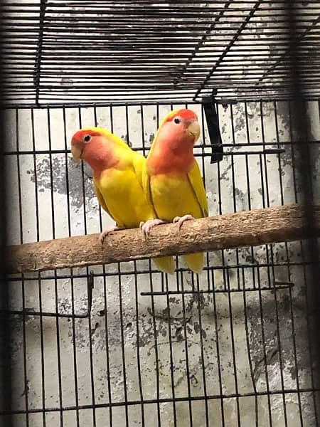 lover birds pair with box 1 adult baby  inka red eyes 1