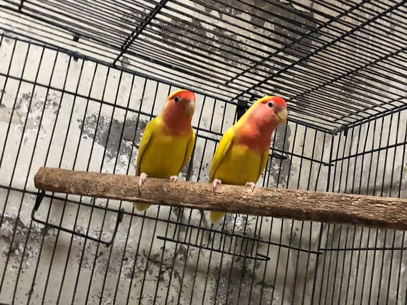 lover birds pair with box 1 adult baby  inka red eyes 3