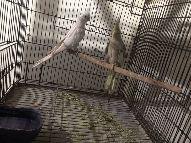 lover birds pair with box 1 adult baby  inka red eyes 5