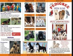 Tibetan Mastiff gift for pet lovers | Pedigree puppies for sale 0