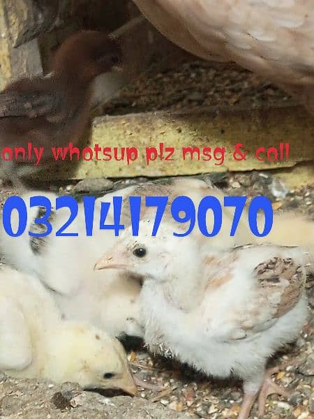 aseel chicks 6 age 25 to 30 days 2
