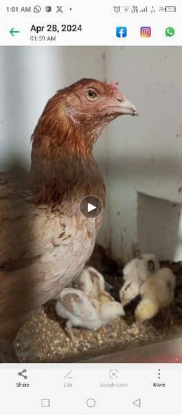 aseel chicks 6 age 25 to 30 days 3