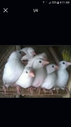 White java chicks