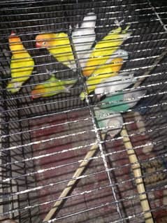love birds lutino and albino young pair for sale