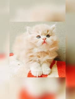 fawan  persian kitten triple long coat | semi punch face| Persian cat