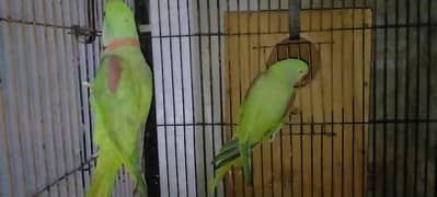 Raw parrots pairs