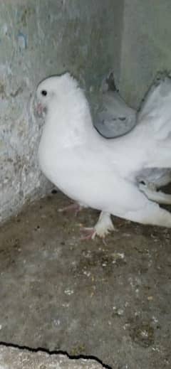 white lakka pigeon breader pair