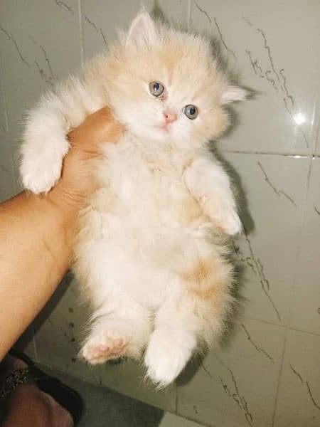 pure persian kittens 0