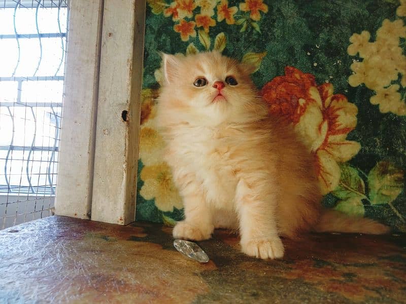 pure persian kittens 1