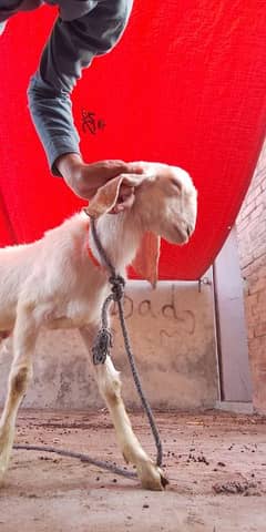 note: price on add note actuall price 3 male goat for sale