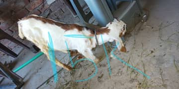 note: price on add note actual price 3 male goat sale with free tarpal