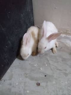 good conditions male and female rabbits for sale