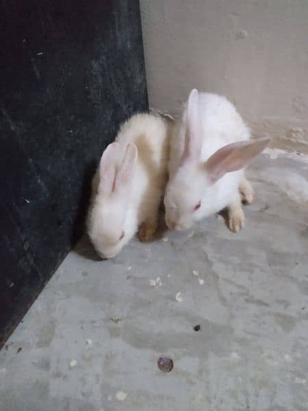 good conditions male and female rabbits for sale 0