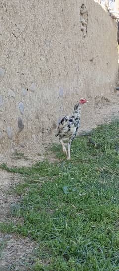 Aseel cheena hen for sale