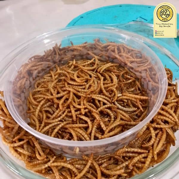 Mealworms for birds, fishes, turtles, gecko, tortoise 0