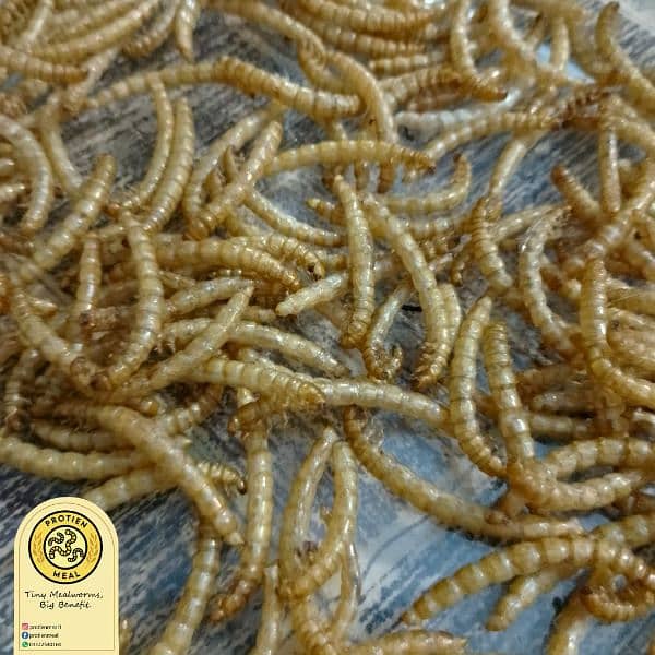 Mealworms for birds, fishes, turtles, gecko, tortoise 1