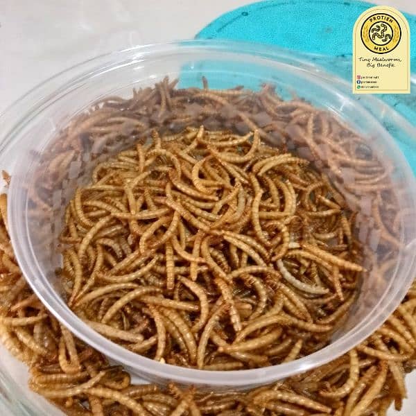 Mealworms for birds, fishes, turtles, gecko, tortoise 2