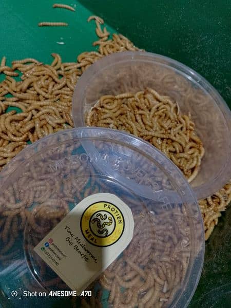 Mealworms for birds, fishes, turtles, gecko, tortoise 3