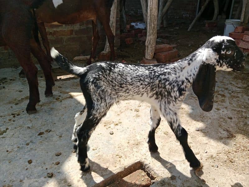 10% off all male and Femail Goats for sale. . Milk goat 9