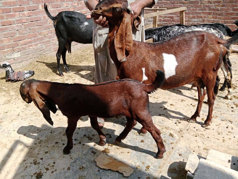 10% off all male and Femail Goats for sale. . Milk goat 11