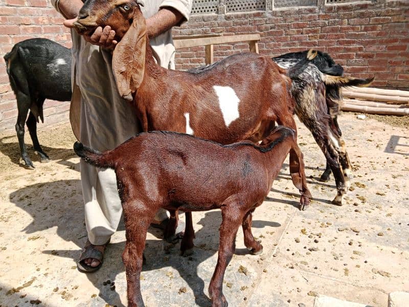 10% off all male and Femail Goats for sale. . Milk goat 12