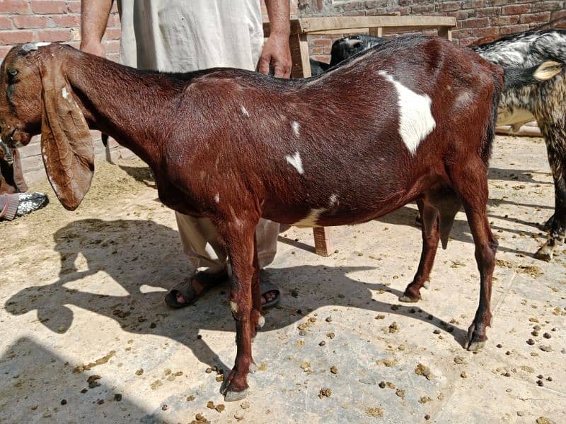 10% off all male and Femail Goats for sale. . Milk goat 13