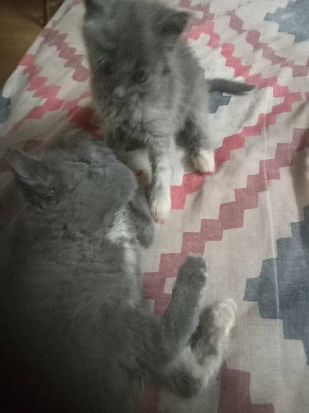 pure Persian smoky grey pair 1