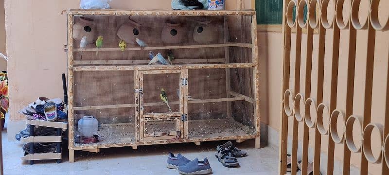 11 pcs of Australian parrots with new cage 4x2x3 feet 0